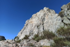 Sector Pandémico